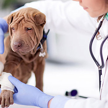 Cursos de Veterinaria en Oviedo, Gijón, Avilés, Langreo y León