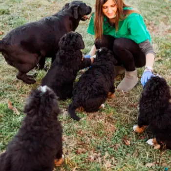 Gestión de Albergues y Centros Caninos  en Oviedo, Gijón, Avilés, Langreo y León